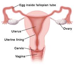 Menstruation and Your Child: