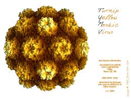 Additional 3D image of virus