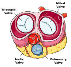 http://www.heart-valve-surgery.com/Images/human-heart-diagram-valves.gif
