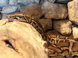 BURMESE PYTHON - via Daymix