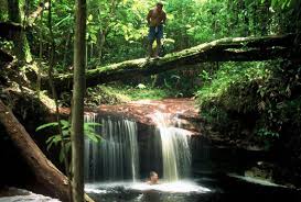 The amazon jungle. - via Daymix