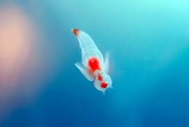 http://fenyu.org/wp-content/photos/2008/05/Clione_Limacina_Sea_angels_3.jpg
