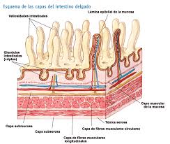 http://mondomedico.files.wordpress.com/2008/03/idelga.gif