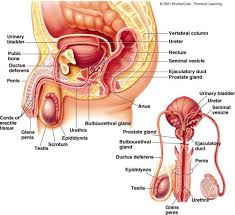 There are two  reproductive      