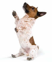 dog trick!
