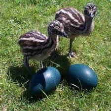products: emu oil products