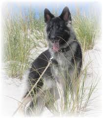 Galen - Chase. June 2007
