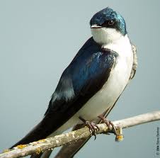 Tree Swallow Male photo by