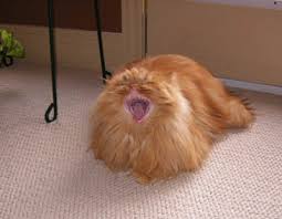 cats.jpg