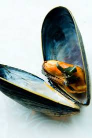 Mussels can live for up