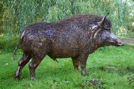 Wild  Boar  