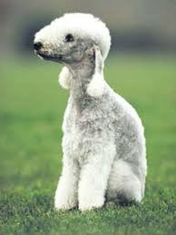 Bedlington Terrier pups are for sale