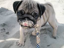 The Pug - via Daymix