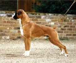 Rely on our expert  Boxer breeders   in    