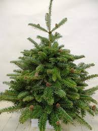 Local Christmas Tree Farms and - via Daymix