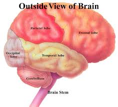   Cerebellum  
