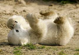 about the fate of Knut the bear here