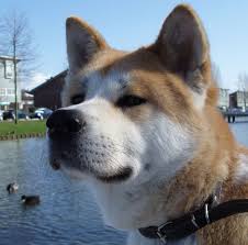      is a 1yr male all  white Akita   