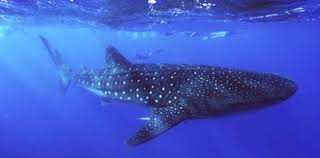 whale sharks - via Daymix