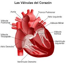 Anatomía del corazón