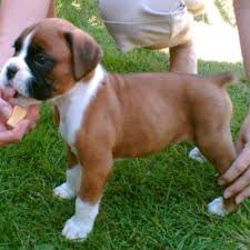 lost red and white  Boxer   Dog in    