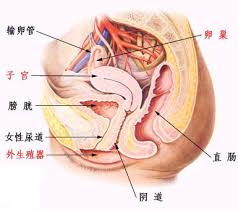 女性生殖器详细图解