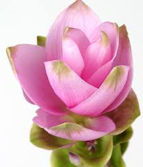http://flowerenthusiast.typepad.com/photos/phototest/curcuma.jpg
