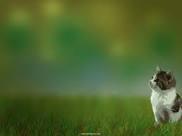 Cute Cat | Get Cliparts
