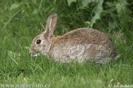 Wild Rabbit Photos, Wild