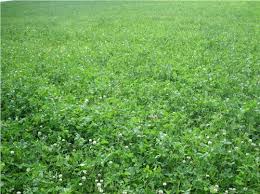 Red  clover   has no effect on cow    