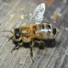 1-bee.jpg - via Daymix