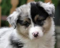 The  Australian Shepherd   is a well    