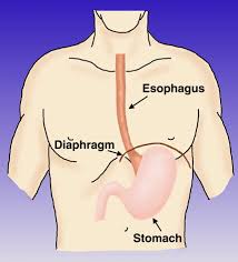      mucosa of the  esophagus   