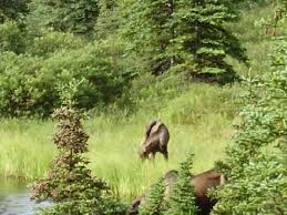 Camp Denali Wilderness Lodge: