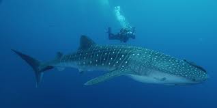 Whale sharks? - via Daymix