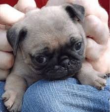 pugs. Add new comment - via Daymix
