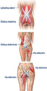 stabilization. The muscles - via Daymix
