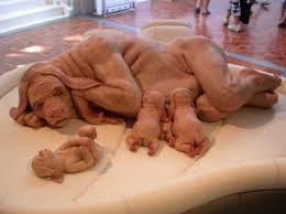 view on animal within man,