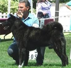 The AKC breed standard for the  Akita      