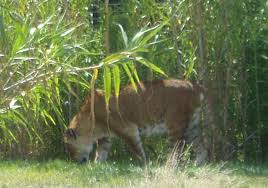 Tigon - via Daymix