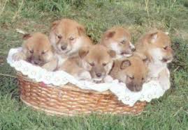 Comments from proud  Shiba   Inu owners
