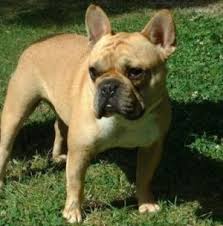 French Bulldog Breeders UK, - via Daymix