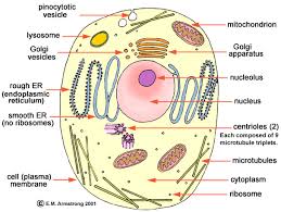   Animal Cell   Illustration With    