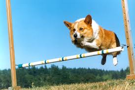 corgi jump.jpg