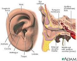 External and  internal   ear