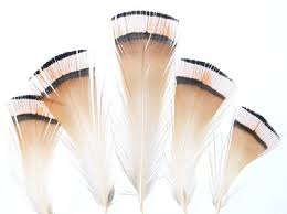 GP Tippet Feathers - via Daymix