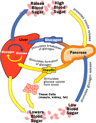 http://static.howstuffworks.com/gif/diabetes-glucose-regulation.gif