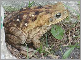 Bufo marinus Giant  Toad  