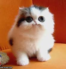  Yes a  cute   cat again His majesty 