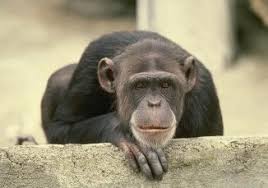 What Is  Animal Behavior   